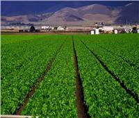 «الريف المصري الجديد» تعلن عن مبادرة لتحفيز زراعة محصول دوار الشمس بالمنيا