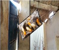 النمل الأبيض «خارب بيوت» المواطنين في قرية جدة بالوادي الجديد| فيديو وصور