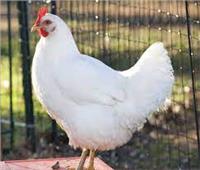 سعودي يبيع «دجاجة» بـ 10 آلاف ريال 