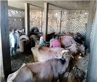  تحصين 14862 رأس ماشية بالدقهلية ضد الحمى القلاعية وحمى الوادى المتصدع 