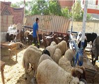 «الزراعة»: تكثيف الحملات على أسواق اللحوم وشوادر بيع الأضاحي استعدادًا للعيد الأضحى