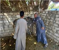تحصين 200 رأس ماشية في اليوم الأول لحملة تطعيم الماشية ضد القلاعية بالمنيا 