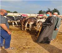 عيد الأضحى يعيد الحياة لأسواق الماشية بكفر الشيخ