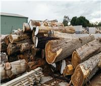 باحثون يكتشفون طريقة لتدوير نفايات الأخشاب  
