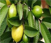 6 نصائح لمزارعي الجوافة يجب مراعاتها خلال يوليو.. تعرف عليها