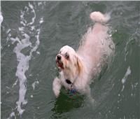 لإنقاذ كلب.. روسي يخاطر بحياته في وسط النهر