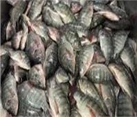 ضبط 7 أطنان سمك فاسد في القاهرة 