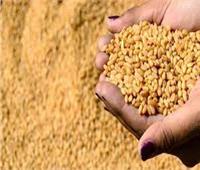«صناعة الحبوب»: موسم القمح تجاوز الكميات المستهدفة بسبب الأسعار العادلة