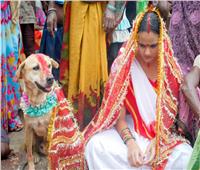 «هندية» تتزوج من كلب لطرد الأرواح الشريرة بجسدها| فيديو