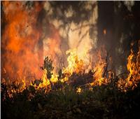 روسيا.. حاكم تشيليابينسك يكشف وضع حرائق الغابات في المنطقة