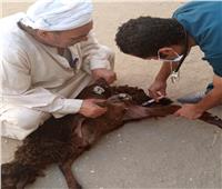 علاج ٨٤٠ ماشية بقافلة في قريتي الخنانسة واقصاص بسوهاج