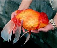 «السمك الذهبي» يثير الفزع في ولاية مينيسوتا الأمريكية