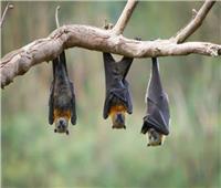 علماء يعلنون اكتشاف سلالة جديدة لـ«كورونا» من الخفافيش البريطانية
