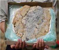 العثور على كنز أحفوري بحري عبر «جوجل إرث»