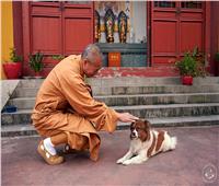 راهب بوذي يرعى 8 آلاف «كلب» شارد في معبده لـ 26 عام | صور وفيديو