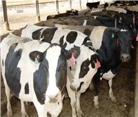 «الزراعة»: تحصين 3 مليون رأس ماشية ضد مرض الحمى القلاعية والوادي المتصدع