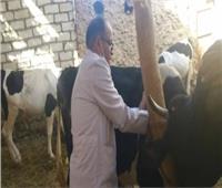 تحصين 25 ألف رأس ماشية ضد الحمى القلاعية والوادي المتصدع في بني سويف