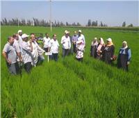 دورات عن زراعة الأرز الجاف في ظل التغيرات المناخية والملوحة