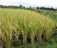 أهمها الإصابات الحشرية| ننشر توصيات الإرشاد الزراعي للحفاظ على محصول الأرز 