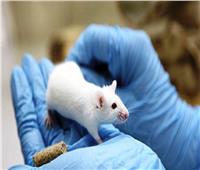 باحثون: فئران التجارب تساعد في محاربة السمنة