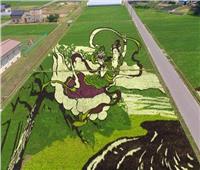 منطقه يابانية تُحوِّل حقول الأرز إلى «لوحات فنية»  