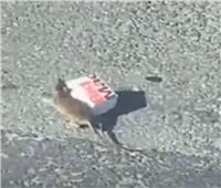 فأر جائع يجر «وجبة طعام» في طريق مزدحم | فيديو