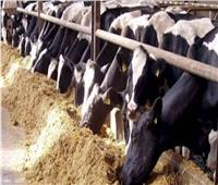 «الزراعة» تشن حملات على مصانع الأعلاف غير المرخصة لحماية الثروة الحيوانية  