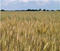 القابضة للصوامع: استهلاك مصر من القمح سنويا يصل لـ9.6 مليون طن| فيديو