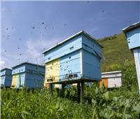 دراسة تحذر من خطر بشري يهدد المحصول الزراعي وموت النحل بالعالم