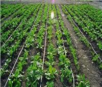 «الزراعة»: خطة لنشر أنظمة الري الحديثة في الأراضي القديمة لتعظيم الإنتاجية