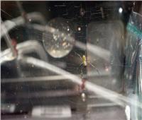 «عناكب» تغزو محطة الفضاء الدولية.. و«ناسا»: أرسلناها للدراسة