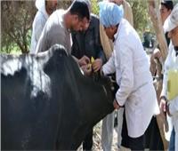 «بيطري قنا»: تحصين 50 ألف رأس ماشية ضد مرض الحمى القلاعية 