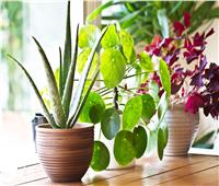 أفضل 3 نباتات لتنقية الهواء داخل منزلك| صور  