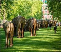 احتحاجا على مصيرهم المؤلم| وصول أكثر من 100 فيلا للحدائق الملكية بلندن| صور 