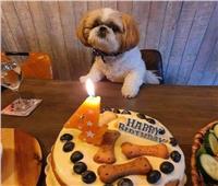 المعازيم كلاب.. عيد ميلاد «لايكي» يثير الجدل على السوشيال ميديا| صور