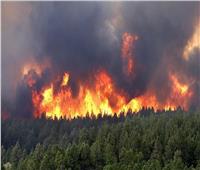 «باحثة سياسية» تكشف مأساة ضحايا حرائق الغابات بالجزائر