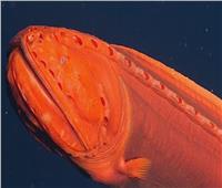 على عمق 6 آلاف قدم ..علماء يرصدون سمكة حوت متغيرة الشكل| فيديو