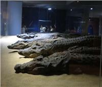 حكايات| «الحيوان الموقر» بأسوان.. أضخم متحف للتماسيح في العالم