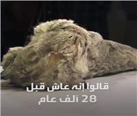 علماء يفكون لغز شبل أسد الكهوف المتجمد| فيديو