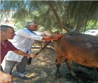 قافلة بيطرية لعلاج الثروة الحيوانية مجانا بقرية بالشرقية 