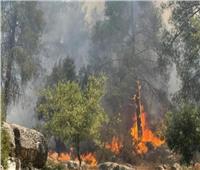 «هبوب الرياح».. أزمة تواجه إطفاء الحرائق المستعرة في جبال القدس