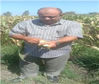 الزراعة: إزالة حقول إنتاج تقاوي الذرة الشامية مجهولة المصدر في محافظتين