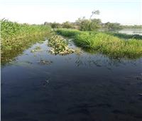 ري المنوفية: حذرنا الأهالي من فيضان النيل بأراضي طرح النهر