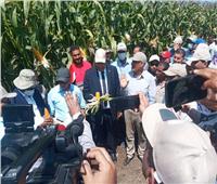 افتتاح اليوم الحقلي للذرة الشامية والأرز ببحوث سخا بكفر الشيخ |صور