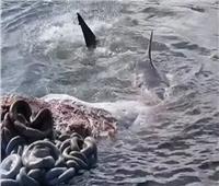 لقطة مرعبة.. أسماك قرش تتغذي علي حوت عملاق | فيديو