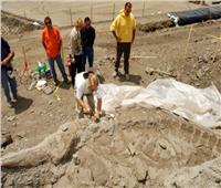 مركز حفريات: الحوت البرمائي المكتشف كان يستطيع ممارسة حياته على اليابس