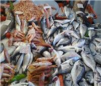 شعبة الأسماك: مساعي لتطوير سوق السمك في بورسعيد لمستوى عالمي
