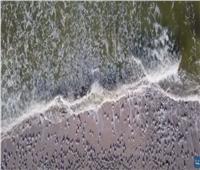 قناديل البحر تغزو الشواطئ الشمالية لشبه جزيرة القرم | فيديو