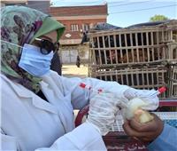 محافظ أسوان يتابع حملات الطب البيطري لمجابهة إنفلونزا الطيور 