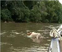 الشرطة الأمريكية تحل لغز القاء الماعز في النهر 